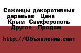 Саженцы декоративных деревьев › Цена ­ 500 - Крым, Симферополь Другое » Продам   